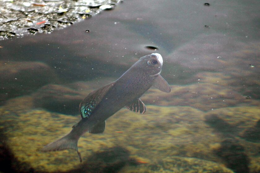 FILE - An Arctic grayling is shown in Emerald Lake in Bozeman, Mont., June 27, 2005. The Biden administration proposed regulatory changes on Wednesday, Feb. 8, 2023, to encourage voluntary conservation projects on private land, partly by shielding owners from punishment if the actions kill or harm small numbers of imperiled species. (Ben Pierce/Bozeman Daily Chronicle via AP, File)