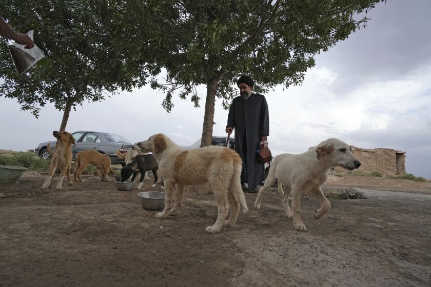 Iranian cleric Sayed Mahdi Tabatabaei looks at stray dogs outside his shelter as they are being fed, outside the city of Qom, 80 miles (125 kilometers) south of the capital Tehran, Iran, Sunday, May 21, 2023. It's rare these days for a turbaned cleric in Iran to attract a large following of adoring young fans on Instagram, but Tabatabaei has done it by rescuing street dogs in defiance of a local taboo.(AP Photo/Vahid Salemi)