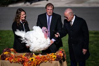 WASHINGTON, DC - NOVEMBER 21: President Joe Biden holds out a microphone to one of the National Thanksgiving Turkey Chocolate during a pardoning ceremony on the South Lawn of the White House on Monday, Nov. 21, 2022 in Washington, DC. Chocolate and Chip were raised at Circle S. Ranch, outside of Charlotte, North Carolina, and will reside on the campus of North Carolina State University following today's ceremony. (Kent Nishimura / Los Angeles Times)
