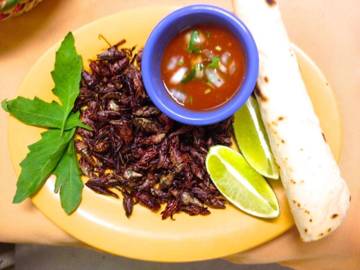 Monte Alban's serves crickets only a few months out of the year when they're at their plumpest. Coala Valley Farms, an edible cricket farm, could open soon in Van Nuys.