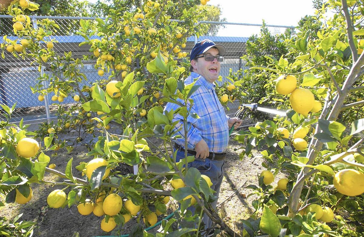 Resident Manny Flores waters lemon trees in the communal garden at the Fairview Developmental Center in Costa Mesa on Friday. Officials from the state and the center are hearing public comments on the facility's planned closure.