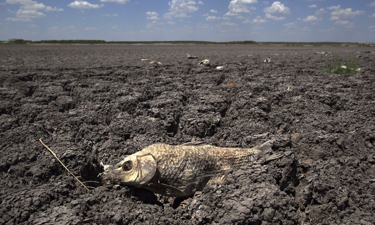 FILE - In this Wednesday, Aug. 3, 2011 file photo, the remains of a carp are seen on the dry lake bed of O.C. Fisher Lake in San Angelo, Texas. According to data released by the National Oceanic and Atmospheric Administration on Tuesday, May 4, 2021, the new United States normal is not just hotter, but wetter in the eastern and central parts of the nation and considerably drier in the West than just a decade earlier. (AP Photo/Tony Gutierrez)