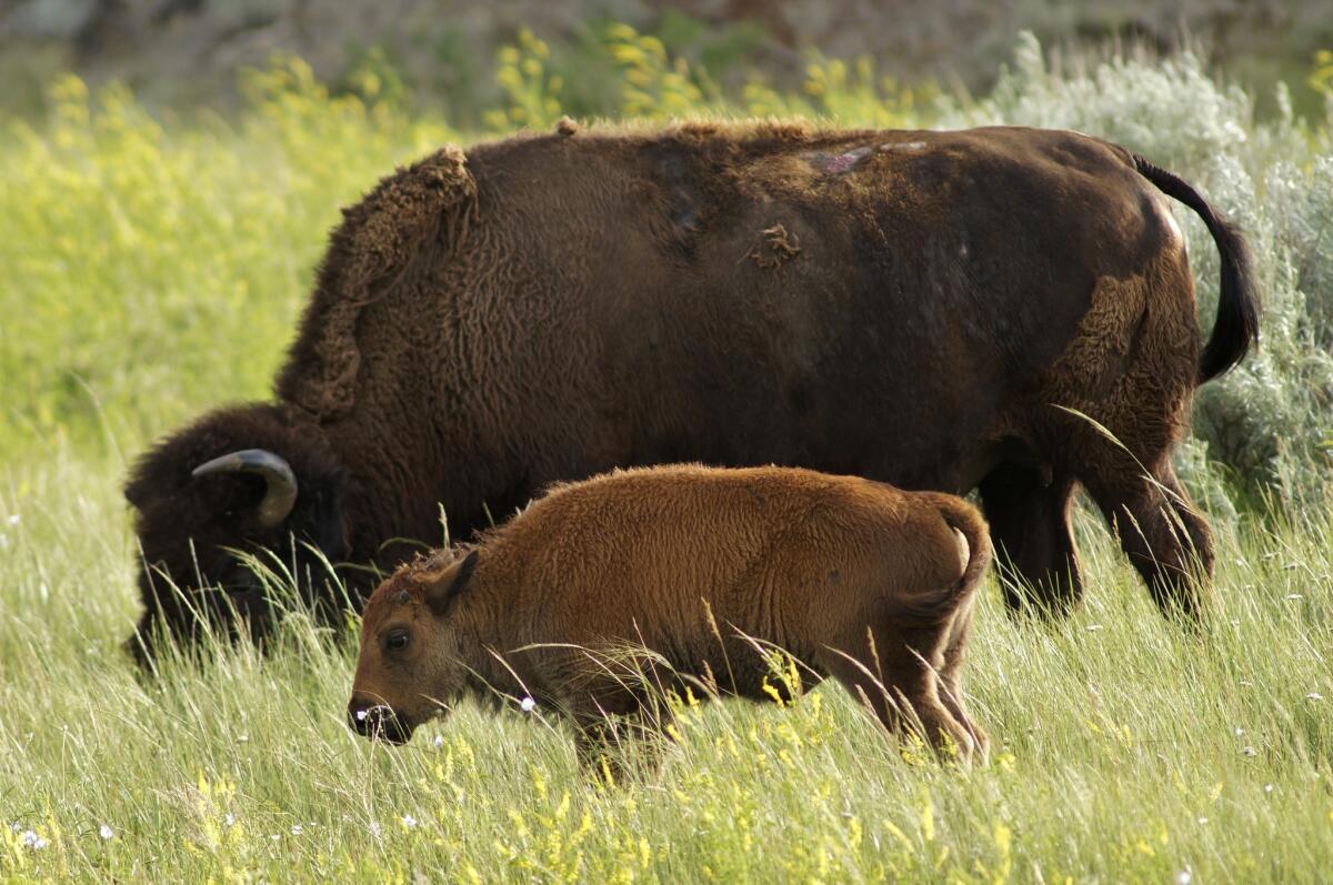 Bison with calf at Theodore Roosevelt National Park