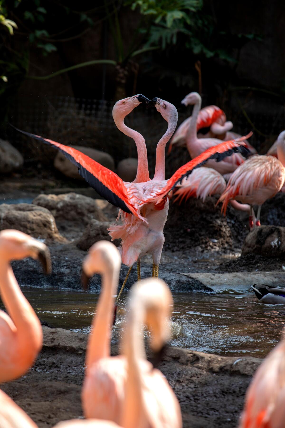 The flamingo exhibit at Santa Barbara Zoo.