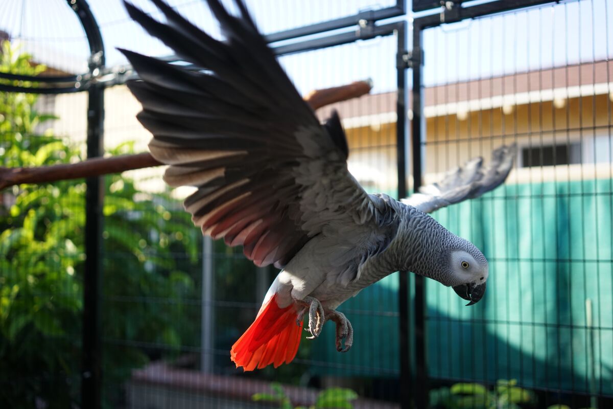 African grey parrot Smokey has been missing from her Fountain Valley home since Jan. 1.
