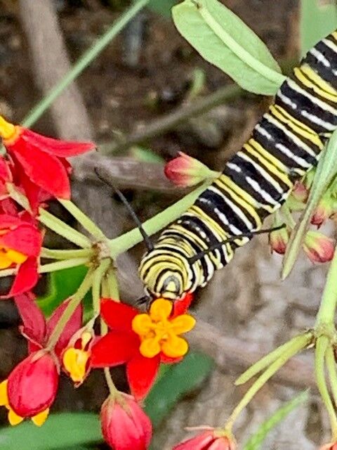 A caterpillar checks out a flower on Everts Street.