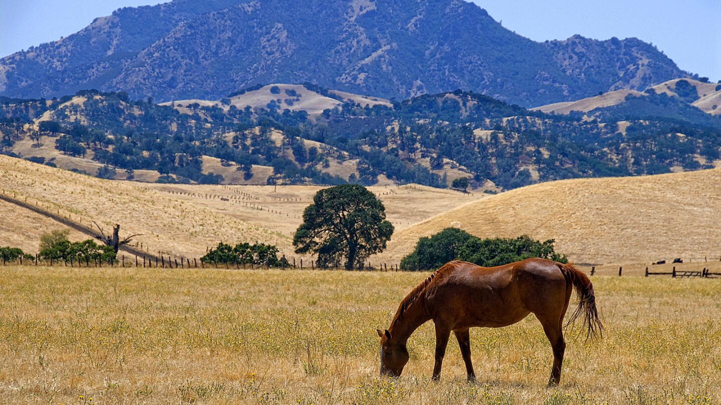 A horse grazes in a field with Mt. Diablo in the background.