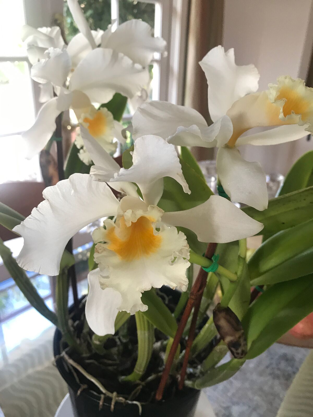 Cattleya orchids, known as “Queen of the Orchids,” produce large, fragrant flowers.