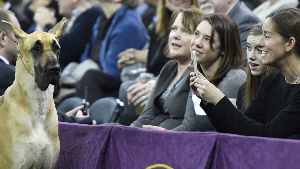 Fans take a photo of Great Dane 'Promise' during Working Group judging at the 143rd Westminster Kennel Club Dog Show at Madison Square Garden in New York.
