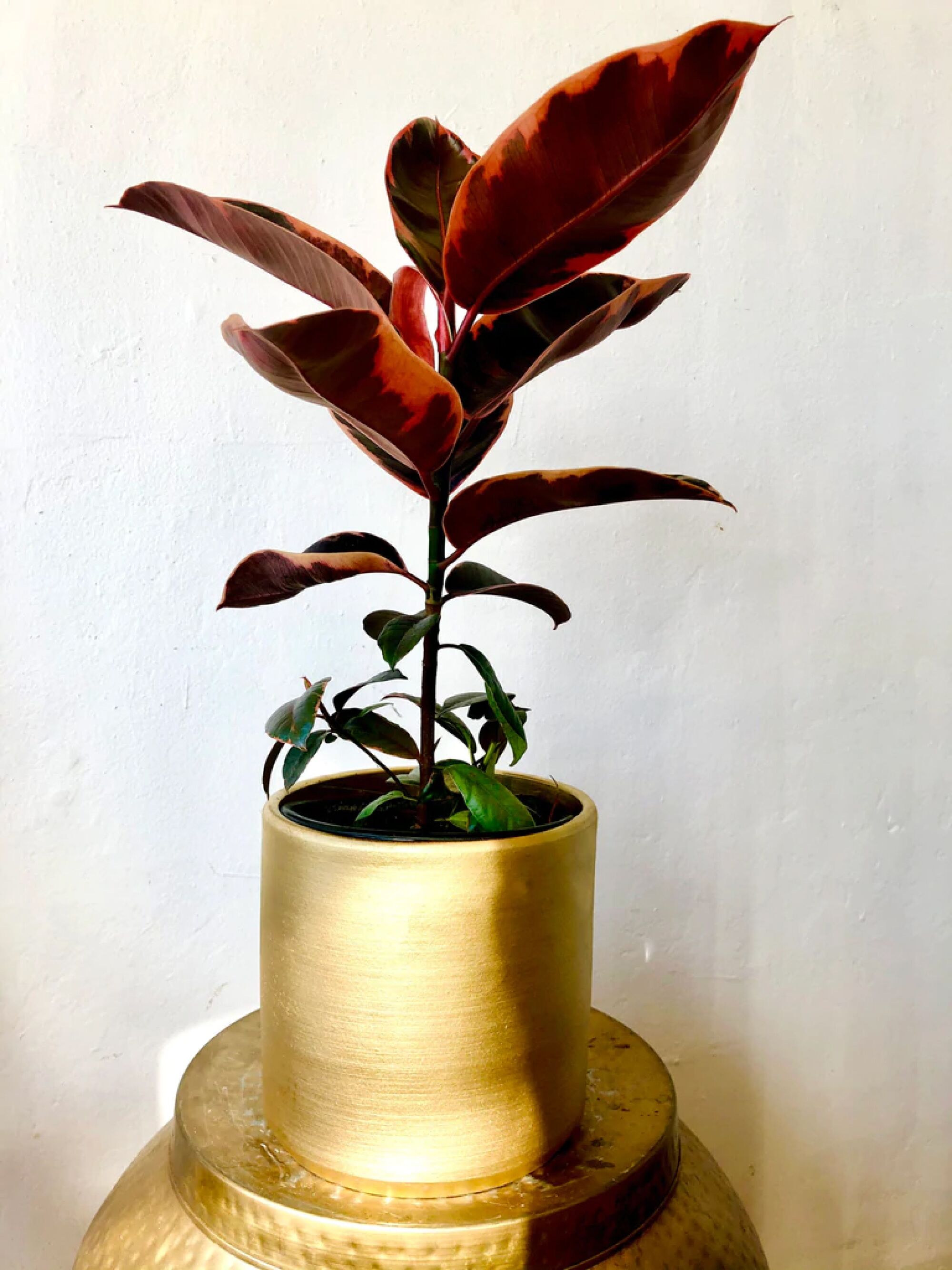 A red rubber tree plant in a gold planter sitting in front of a white wall.