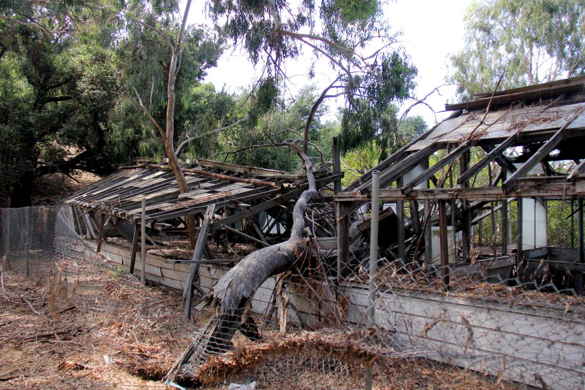 An old, long wood greenhouse with its roof partially caved in by a large eucalyptus branch. 