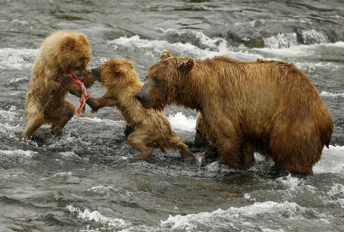 Two grizzly cubs and their mother are shown amid rushing water.