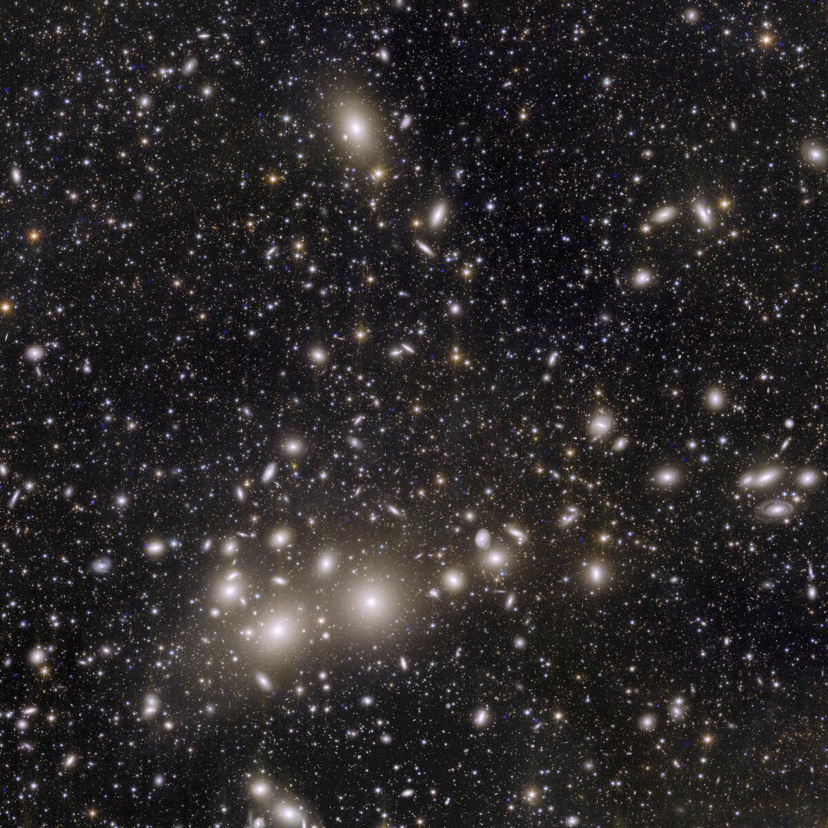 An image shows the Euclid telescope’s view of 1,000 galaxies belonging to the Perseus Cluster. 