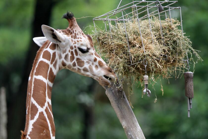 Reticulated giraffes get food from various puzzle devices.