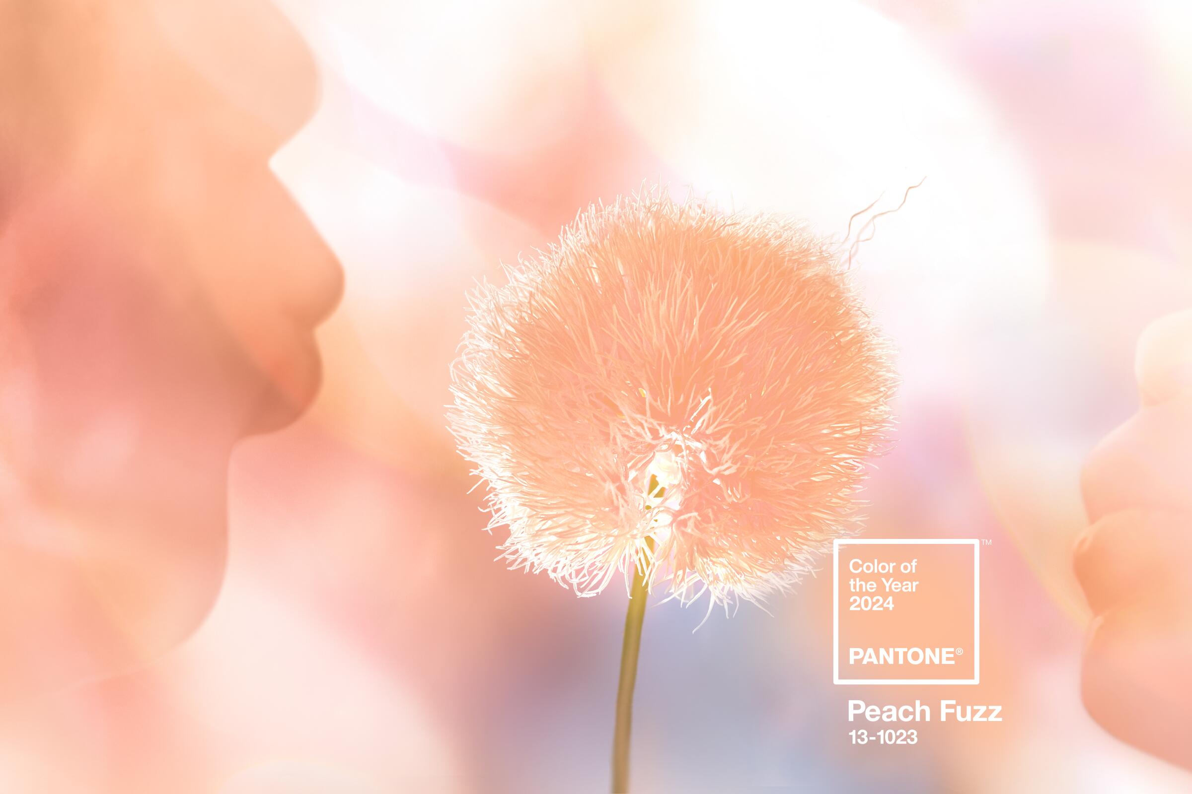 Peach Fuzz is the Pantone Color of the Year - Los Angeles Times