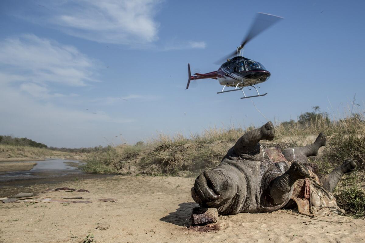 A helicopter hovers above the carcass of a poached white rhino on the banks of a river in Kruger National Park in South Africa.