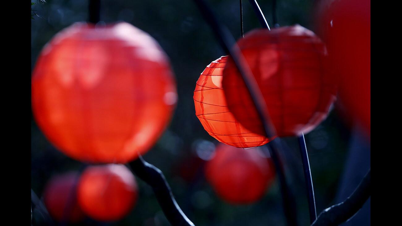 Photo Gallery: Natural sunlight lights up artificial lamps at Descanso Gardens