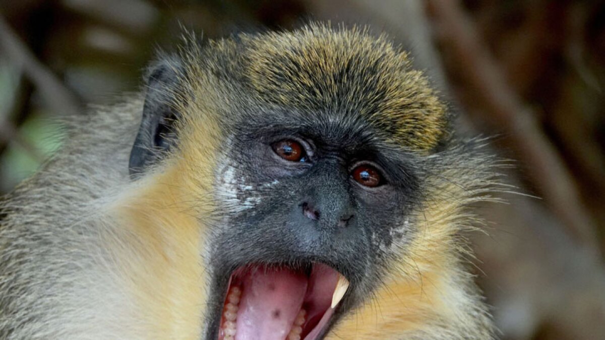 Florida Refuge Searches For One Armed Monkey And Her Baby Los Angeles Times