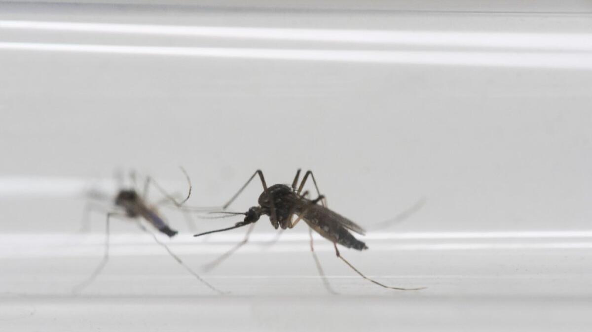 The rampant spread of the Zika virus through Latin America may have peaked, say researchers.