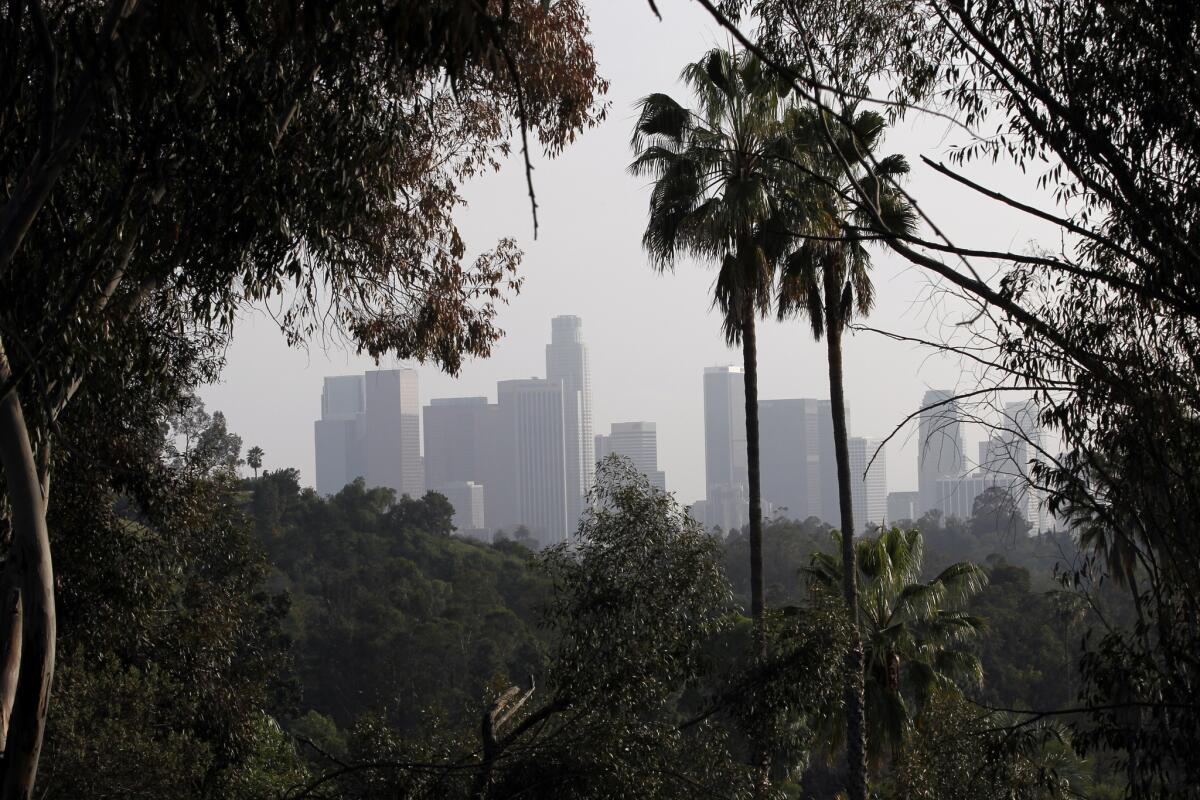 Downtown Los Angeles skyscrapers are viewed between trees along the descending trail.
