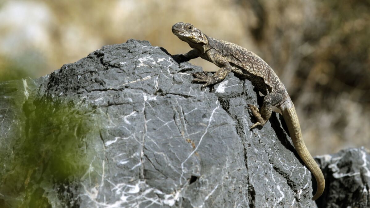 A chuckwalla lizard sits on a rock along a path in the California desert.