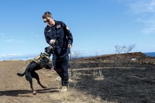 ,mlLahaina, Maui, Friday August 18, 2023 - LA County Fire urban search and rescue crew members Nicholas Bartel, tempts cadaver dog Six, with a toy, usually used as a reward after a successful behavior. (Robert Gauthier/Los Angeles Times)