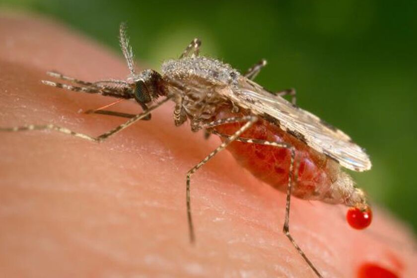 In this photo provided by the Centers for Disease Control and Prevention (CDC ), a feeding female Anopheles stephensi mosquito crouching forward and downward on her forelegs on a human skin surface, in the process of obtaining its blood meal through its sharp, needle-like labrum, which it had inserted into its human host. A powerful new technology holds the promise of rapidly altering genes to make malaria-proof mosquitoes, eliminate their Zika-carrying cousins or wipe out an invasive species, but advisers to the government say these so-called "gene drives" aren't ready to let loose in the wild just yet. (James Gathany/CDC via AP)