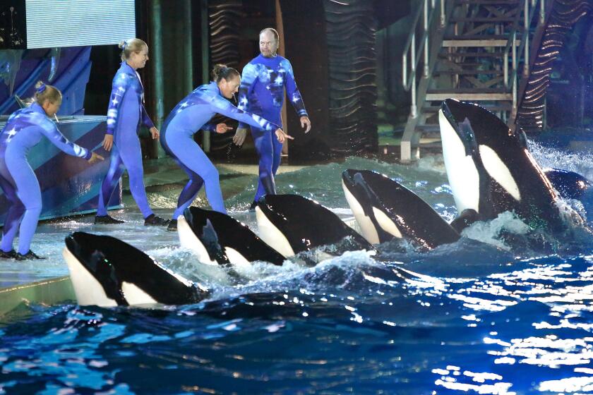 During a 2014 performance at Shamu Stadium, trainers direct orcas at SeaWorld San Diego.