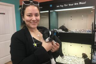 National City Puppy Sales Associate Keela Penny holds Zeus, a 16-week-old Boston Terrier in the store on East Plaza Boulevard on Friday. The store planned to close to comply with a court order.