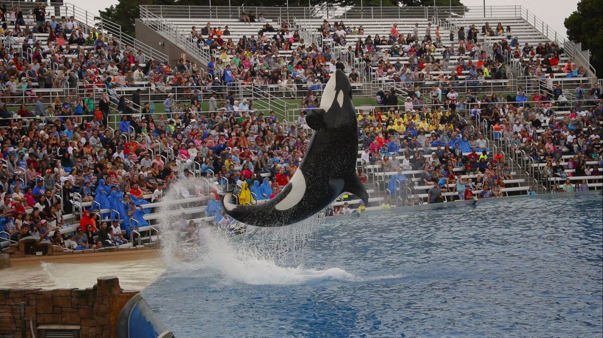 SeaWorld San Diego last year ended its traditional Shamu shows and replaced them with the Orca Encounter, designed as a living documentary presentation.