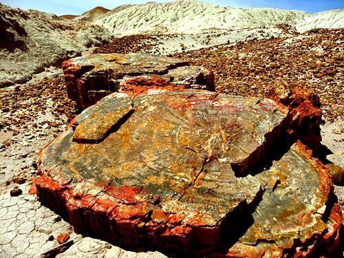 The Petrified Forest in eastern Arizona contains the world's largest collection of petrified wood, trees whose organic matter has been replaced by minerals over millions of years. The fossils of about 78 animal species have also been found here. The park's fossil cache has been a valuable source of information for the Late Triassic period (about 225 to 205 million years ago). Aside from petrified wood, the Petrified Forest features colorful badlands and hundreds of petroglyphs. More info: http://www.nps.gov/pefo/index.htm