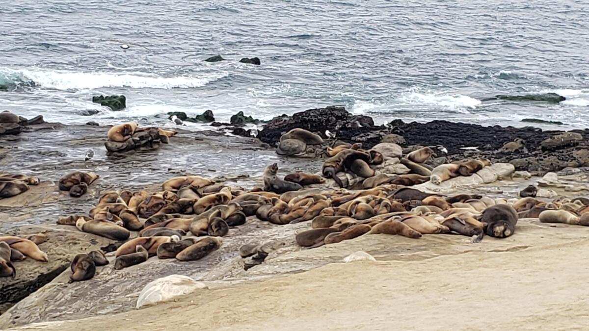 Guest commentary: More seals and sea lions in La Jolla could be a draw for  white sharks - La Jolla Light