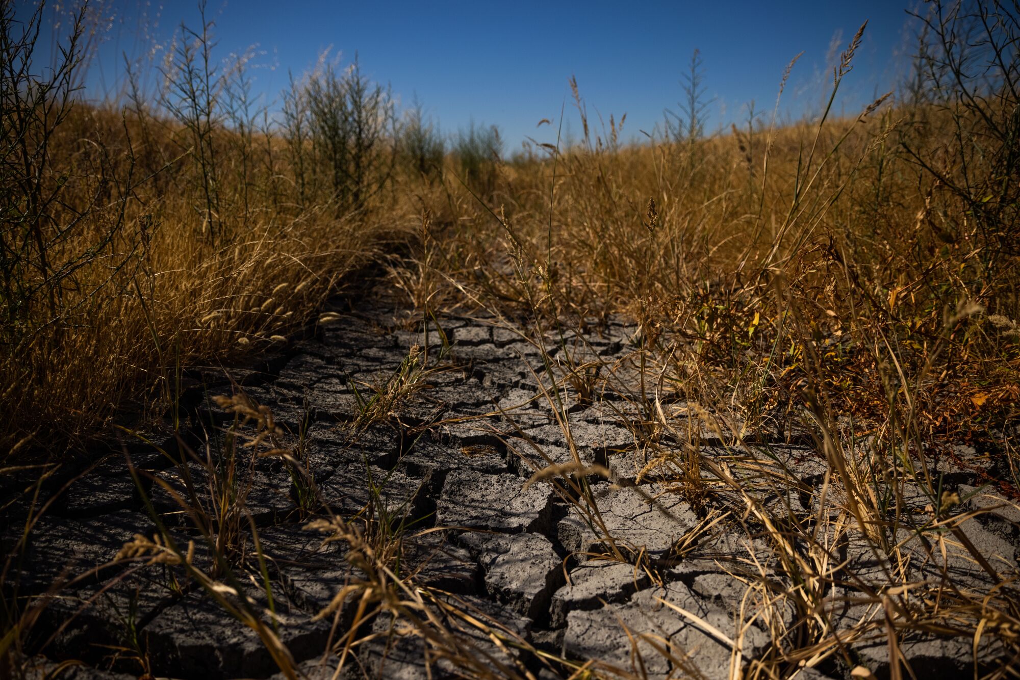 Brown plant stalks rise from cracked dry earth.