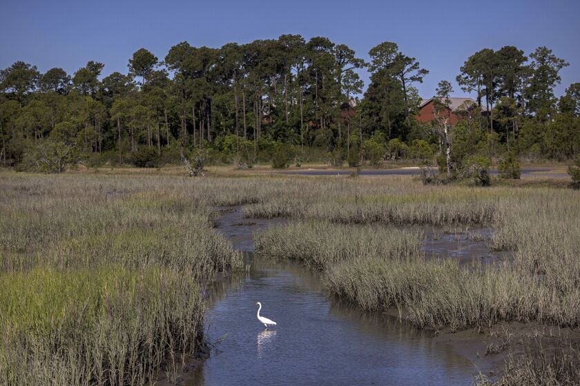 A snowy egret forages in a salt marsh, Wednesday, May 11, 2022, in Parris Island, S.C. Salt marsh makes up more than half of the base's 8,000 acres (3,200 hectares), and the island's highest point, by the fire station, is just 13 feet (4 meters) above sea level. (AP Photo/Stephen B. Morton)