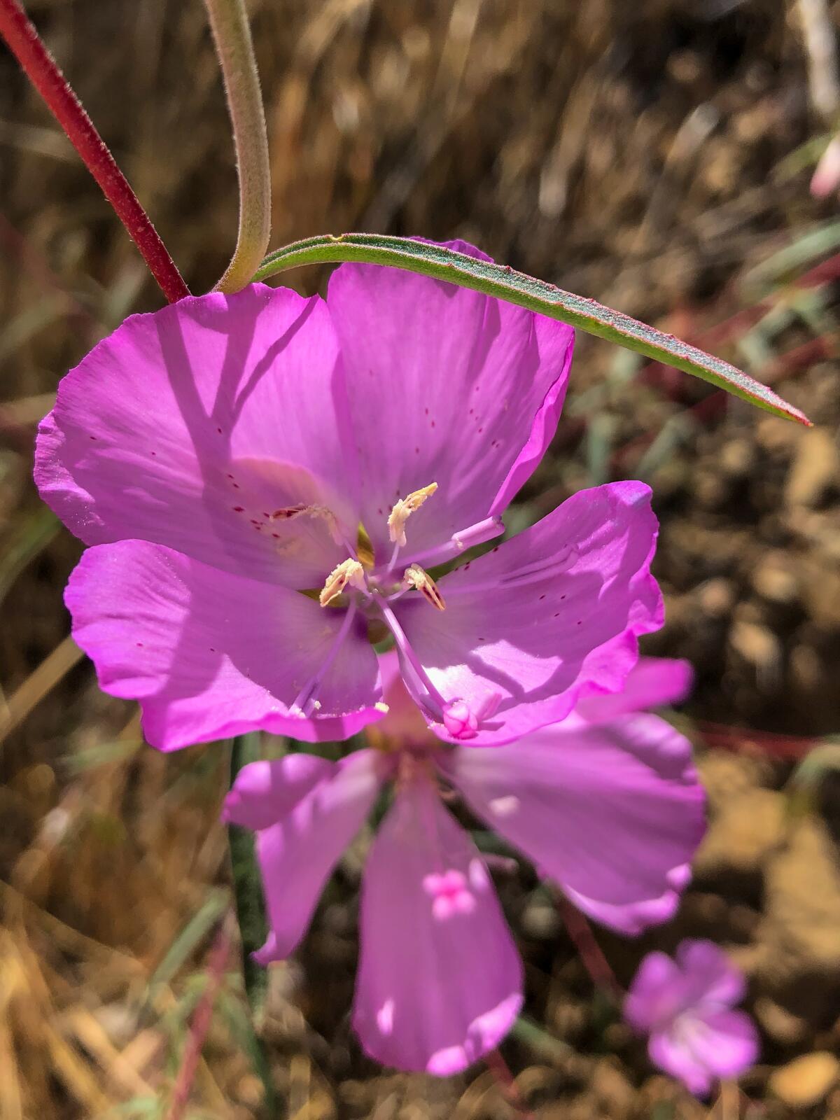 Purple Clarkia species flowers