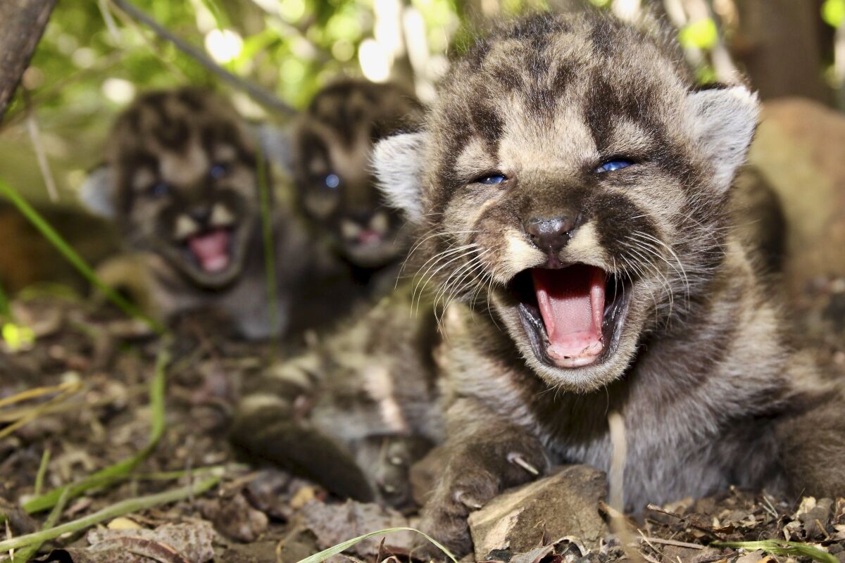A den of mountain lion kittens in the Santa Monica Mountains is shown in May.