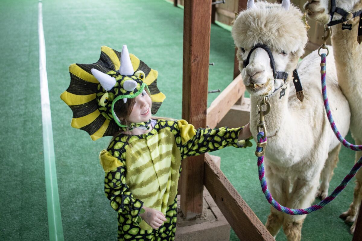 A participant in the Howl-O-Ween Harvest Family Festival greets an Alpaca at the Helen Woodward Animal Center