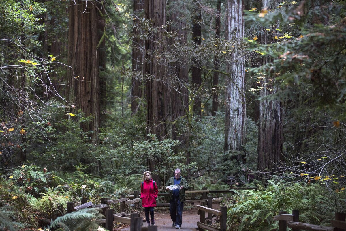 Muir Woods visitors gape at soaring redwoods in Golden Gate National Recreation Area.