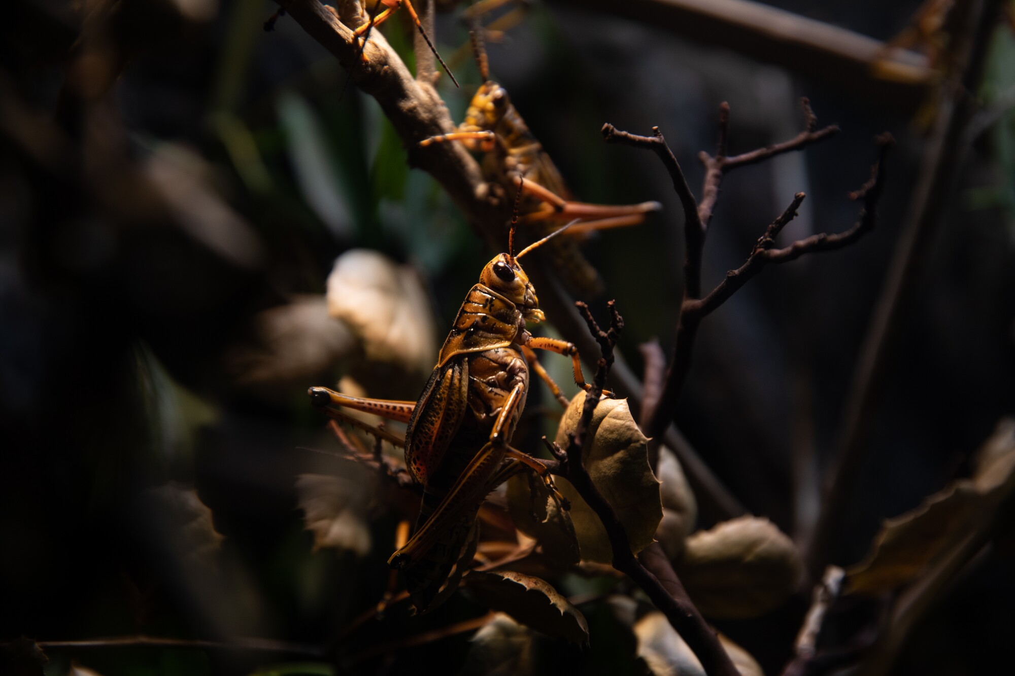 A Lubber Grasshopper at San Diego Zoo's Wildlife Explorers Basecamp.
