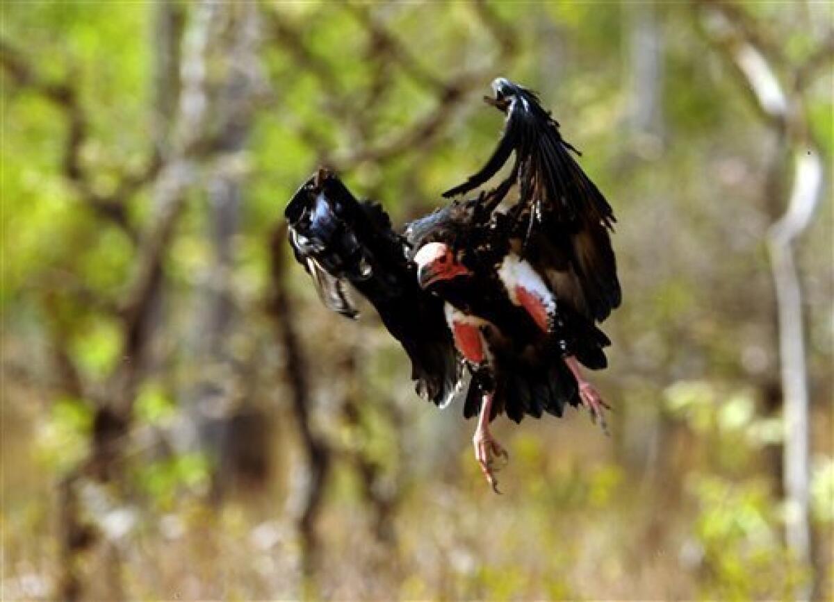 Endangered vultures hatch in captivity in India - The San Diego  Union-Tribune