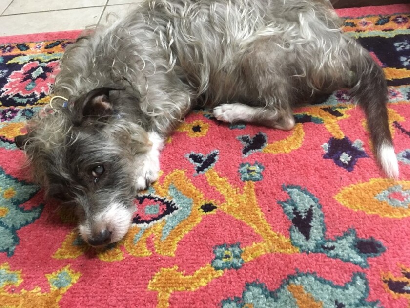 Gypsi, a 9-year-old terrier mix, needed potentially lifesaving surgery that her owner couldn't afford. Donors came to her aid on the online social network Nextdoor.