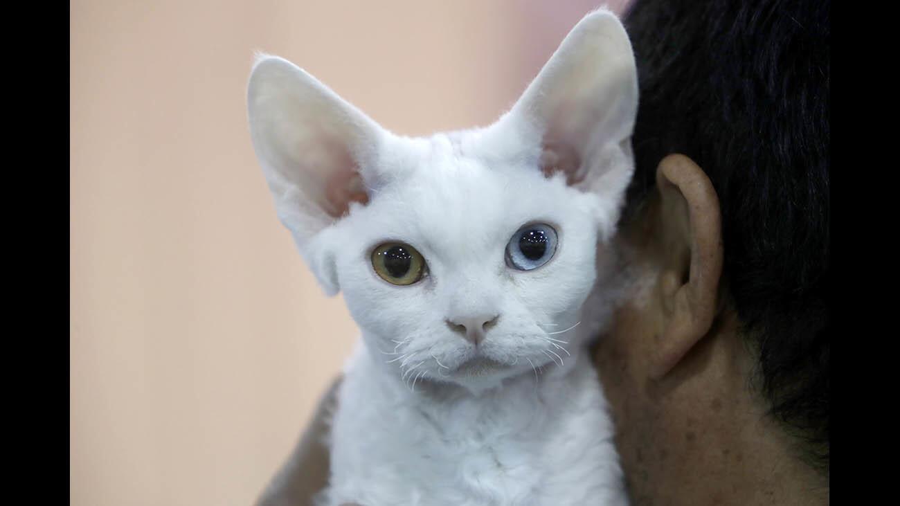 A four-month old Devon Rex named Nijiiro and owned by Keiichi Yamamoto of San Diego was shown with different color eyes at the Poinsettia City Cat Club & Abyssinian Breeders International Cats & Halloween Hats, at the Civic Auditorium in Glendale on Saturday, Oct. 28, 2017.