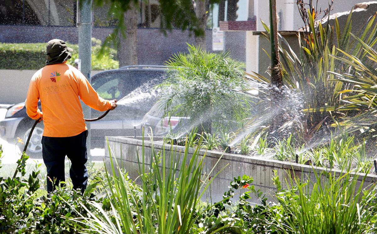 A gardener waters plants at an apartment complex in Glendale on Friday, Aug. 14, 2015.