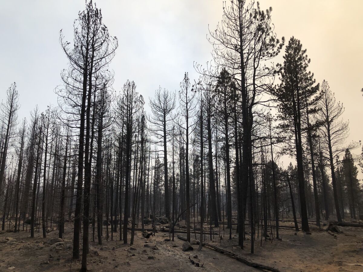 The Bootleg fire burned through stands of pines on the rim above Summer Lake this week.