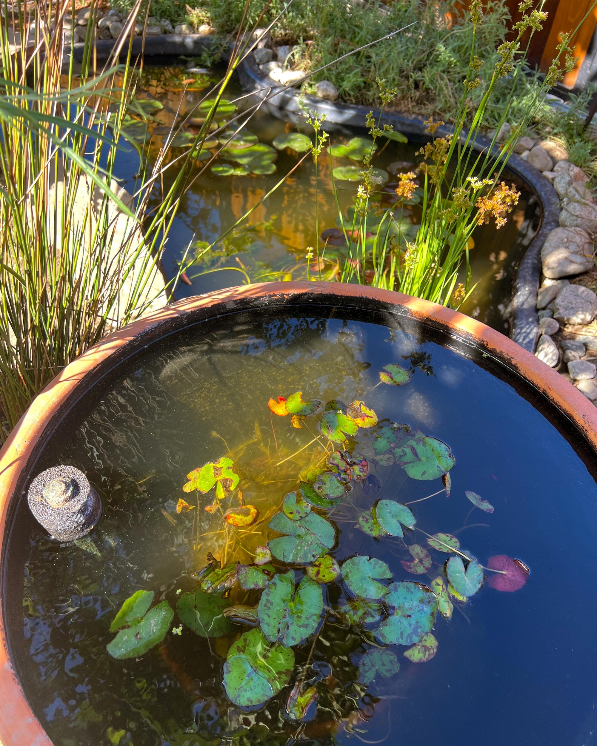 A 24-inch-tall sealed clay pot holds miniature water lilies and inch-long rice fish.