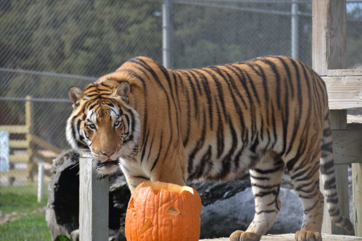 A tiger standing with a Jack-o-lantern