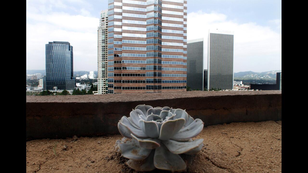A drought-tolerant succulent decorates a planter at the Intercontinental Los Angeles Century City Hotel, where crews are removing draping ivy plants from the balconies of all 361 rooms.