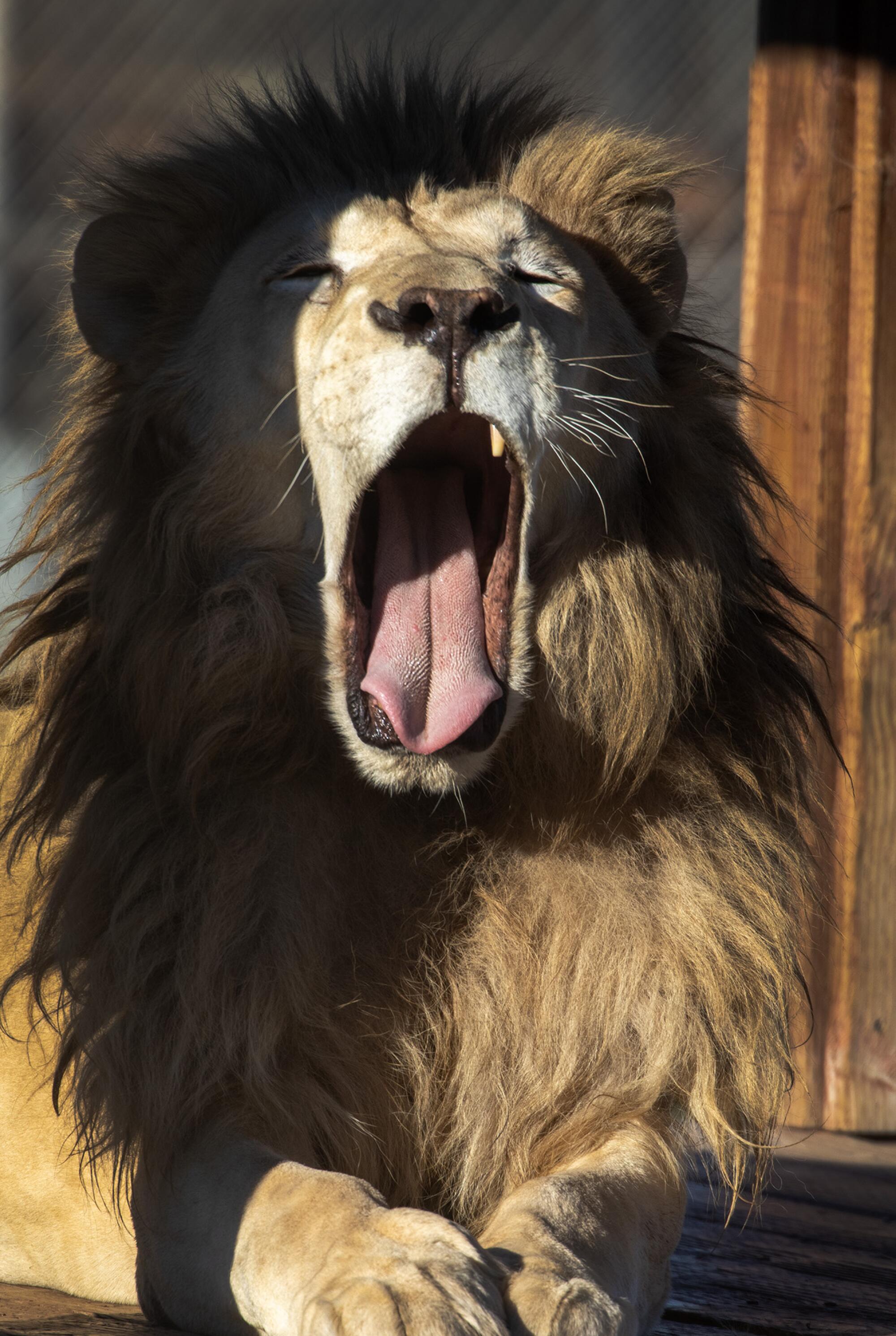 Louie, a 20-year-old white lion