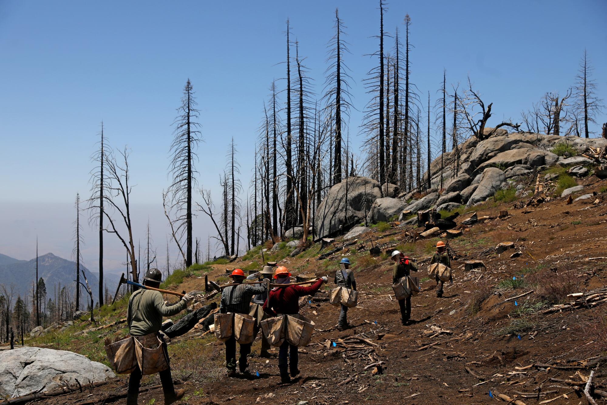 Seven people, wearing safety helmets, carrying hoe dags and sacks, walk toward a cluster of burnt-out trees on a hill.