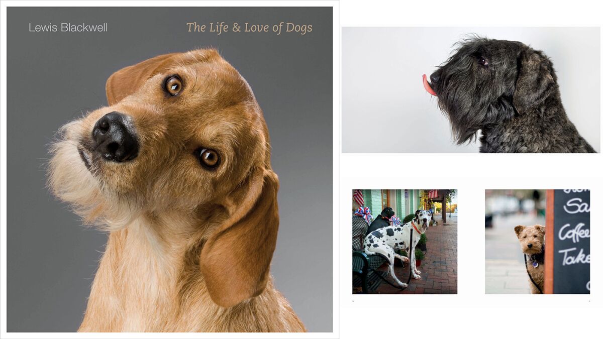 For the fur fiend: "The Life and Love of Dogs" by Lewis Blackwell (Abrams, $50).